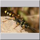 Mellinus arvensis - Kotwespe w30.jpg